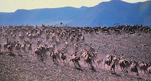 encounter with porcupine caribou herd